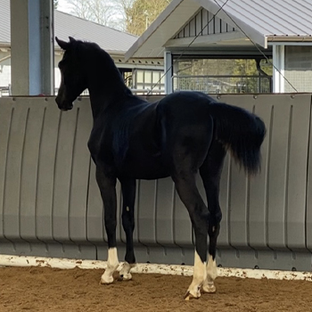 Cavaliere PWA